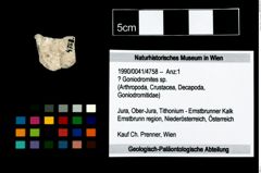 Foto (Objekt + Etikett) von ? Goniodromites sp.  (NHMW-GEO-1990-0041-4758)